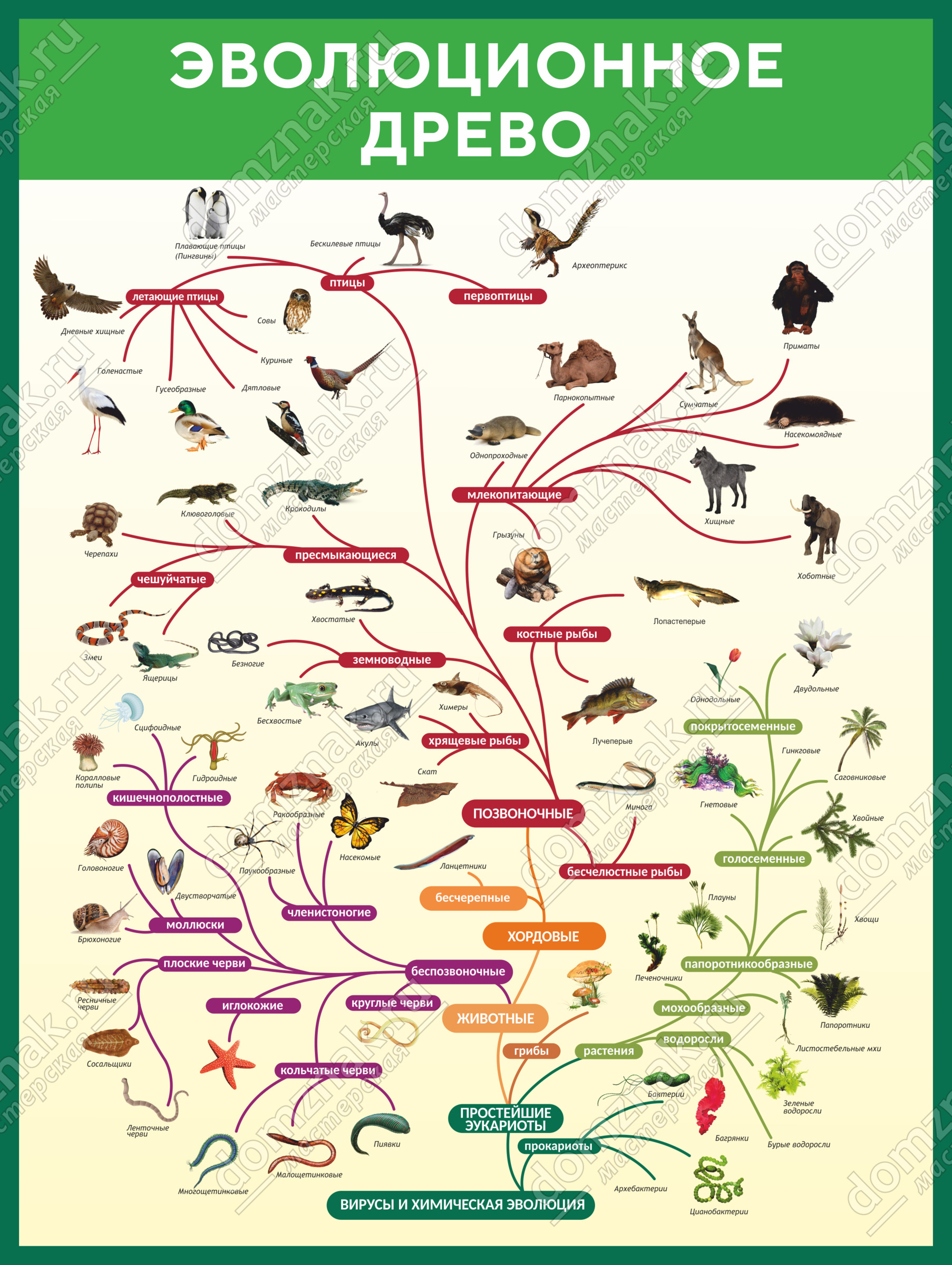 Ветвь эволюции животных